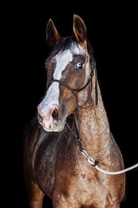 Portrait of roan horse on black background by Stacy van Zyl Photography