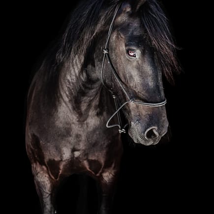 Portrait of Frisian x horse on black background