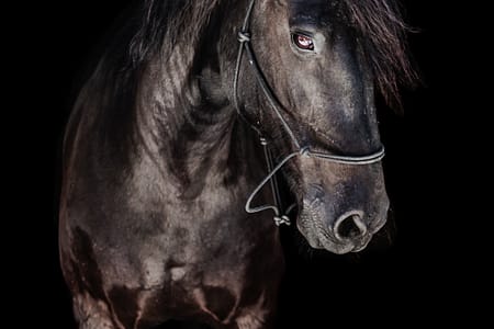 Portrait of Frisian x horse on black background