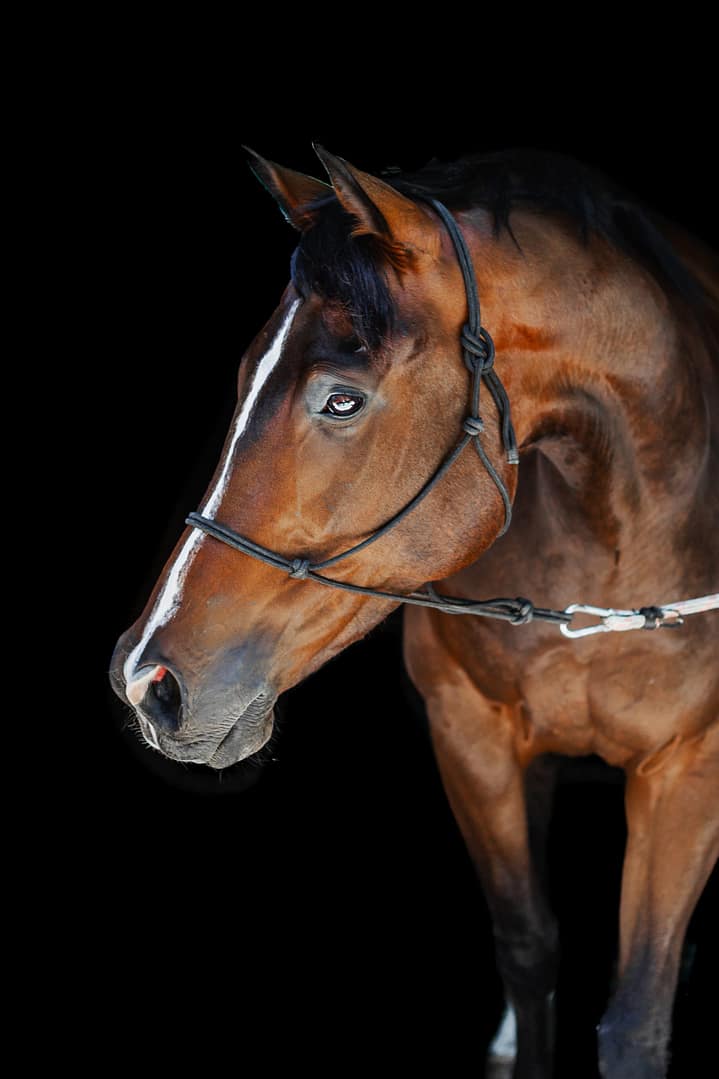 Portrait of bay thoroughbred horse on black background