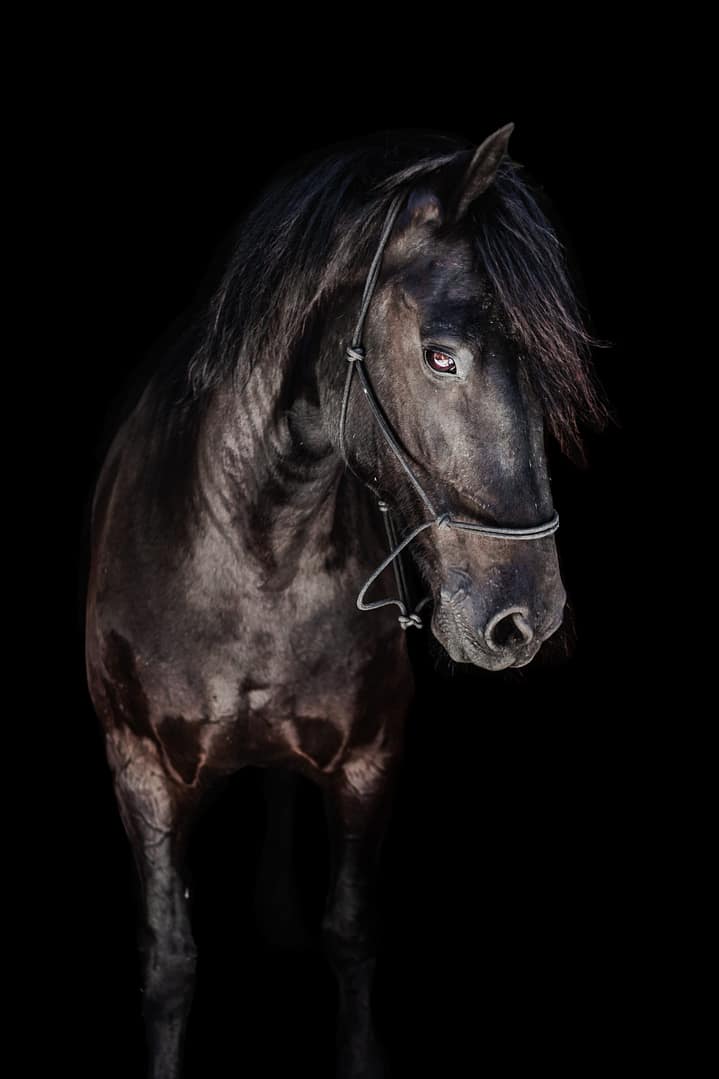 Portrait of Frisian x horse on black background