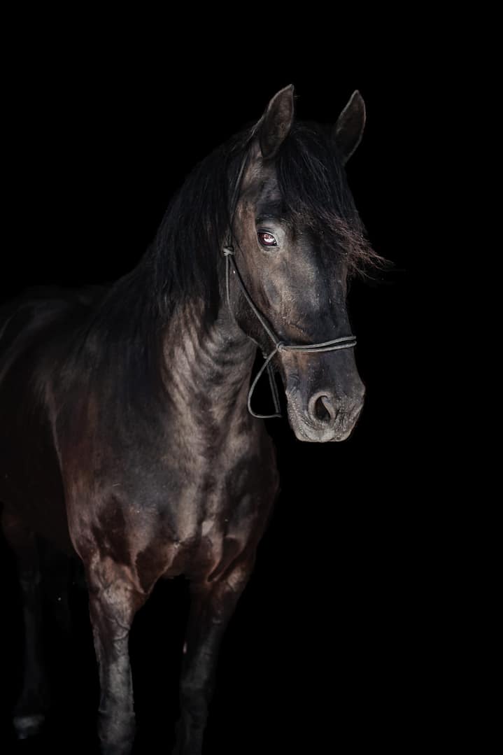 Portrait of Frisian x horse on black background