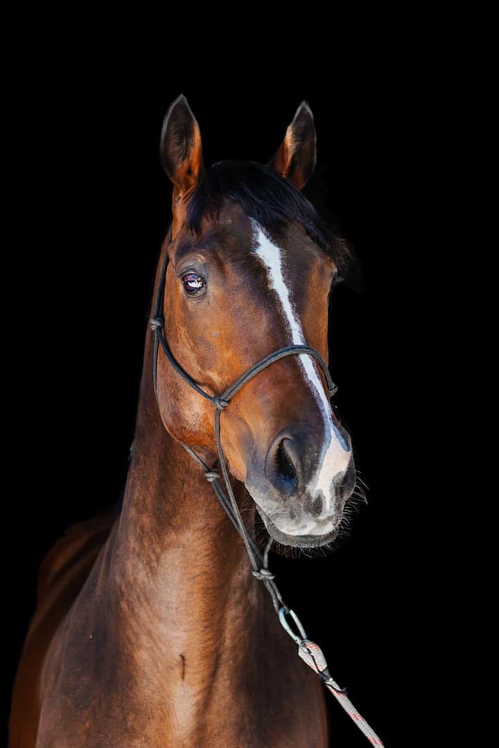 Portrait of bay thoroughbred horse on black background