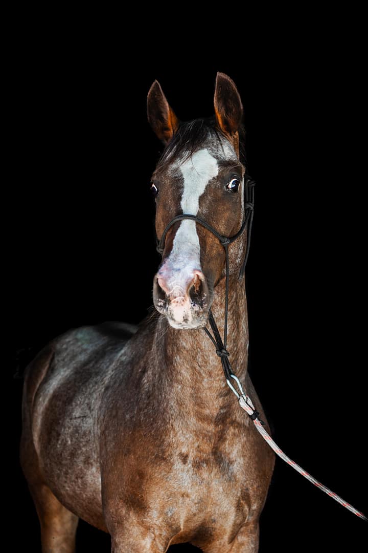 Portrait of Appaloosa horse on black background
