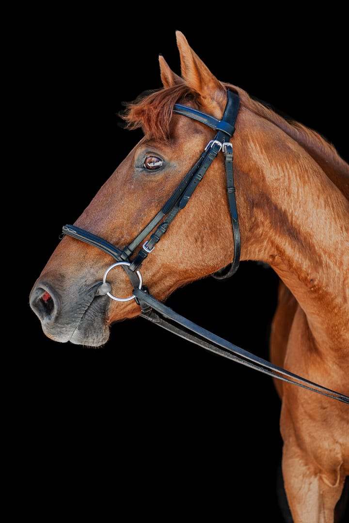 Portrait of chestnut horse on black background